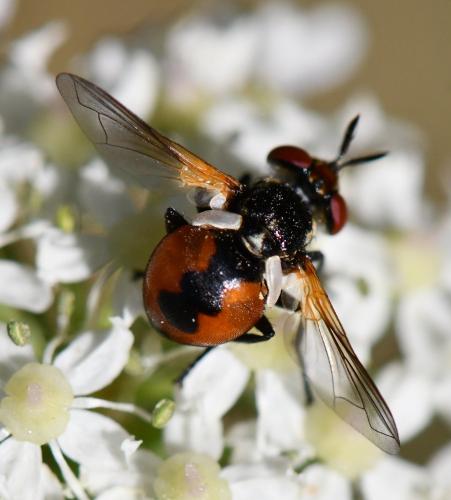 Réf. 264 209 : Gymnosoma sp.